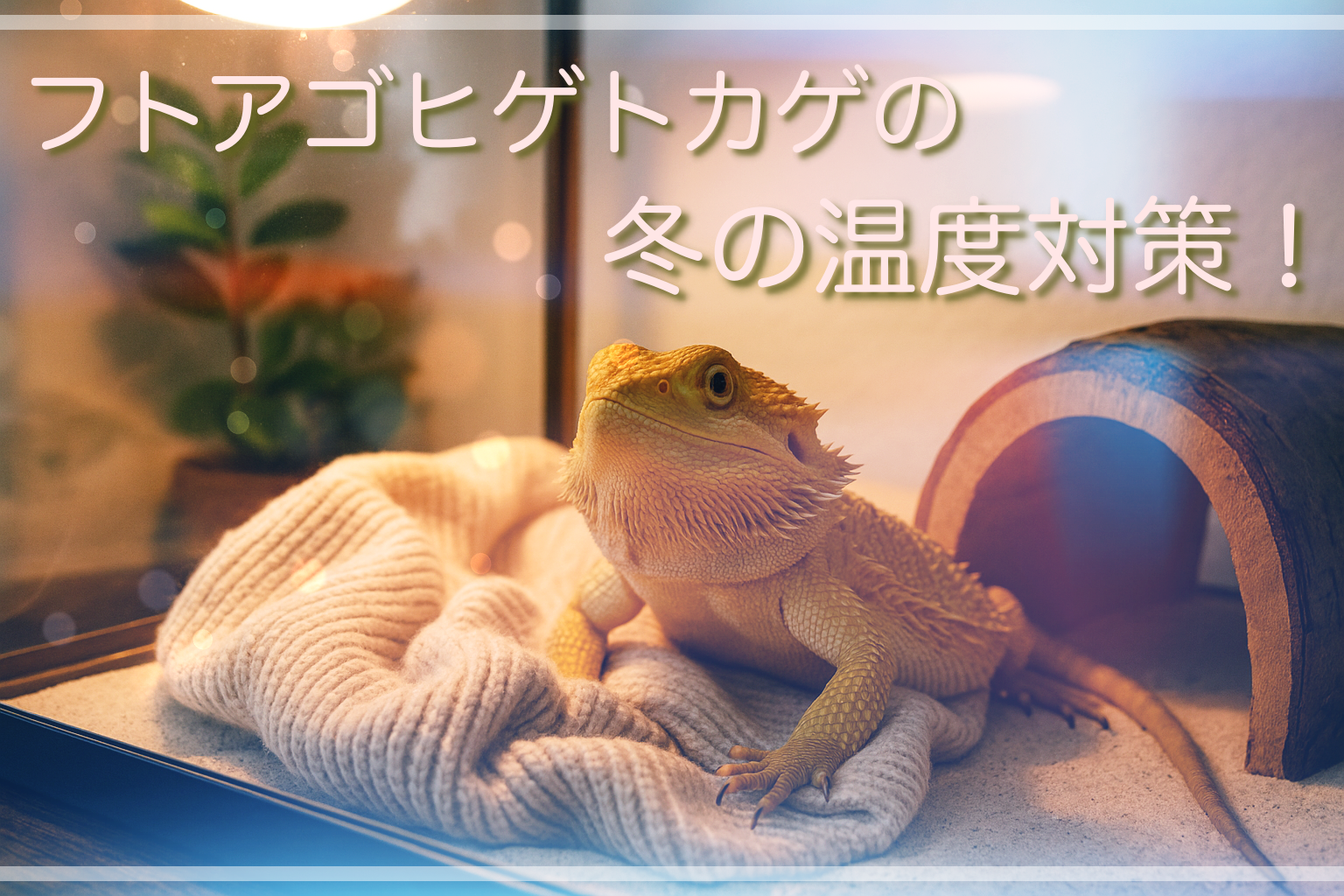 フトアゴ寒さ対策