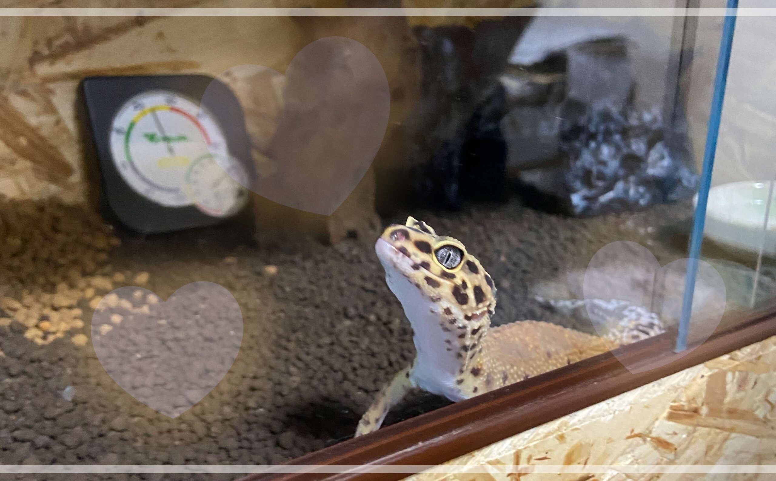 レオパードゲッコー（つんつん）