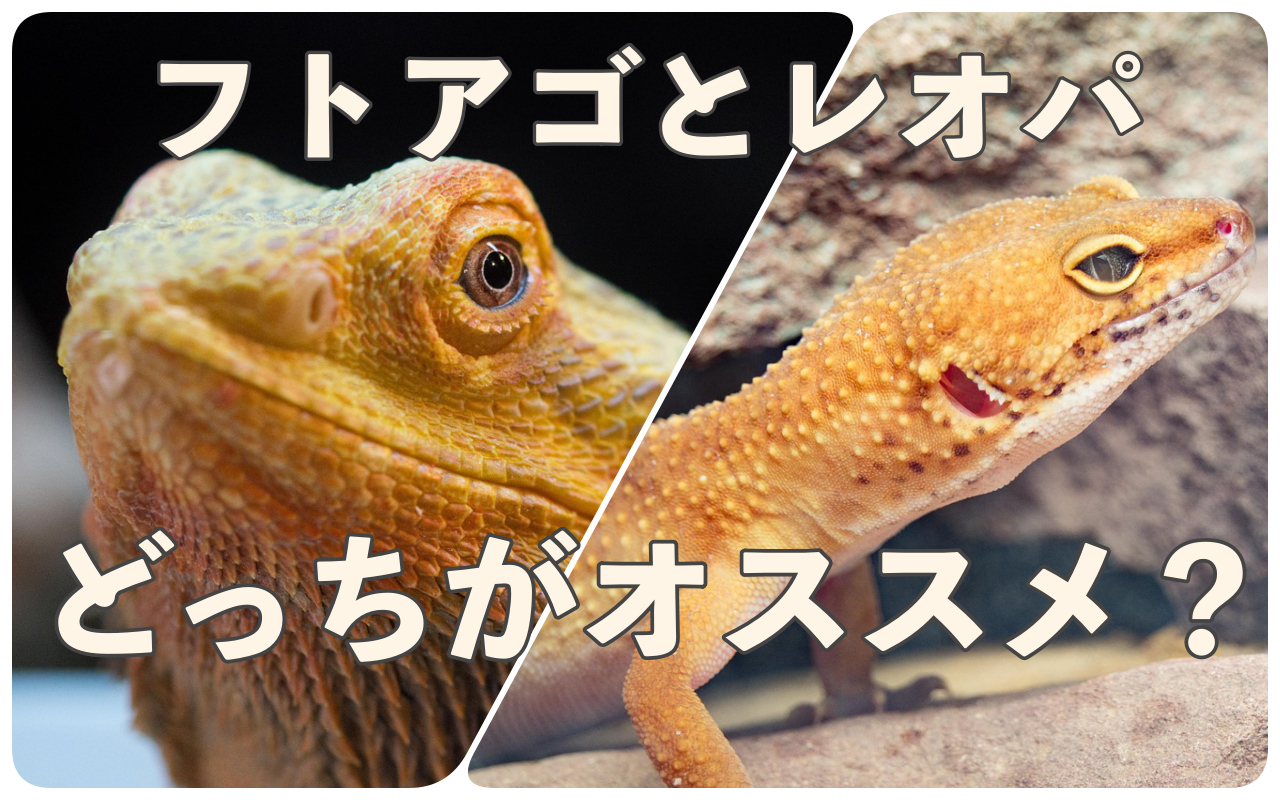 フトアゴとレオパ