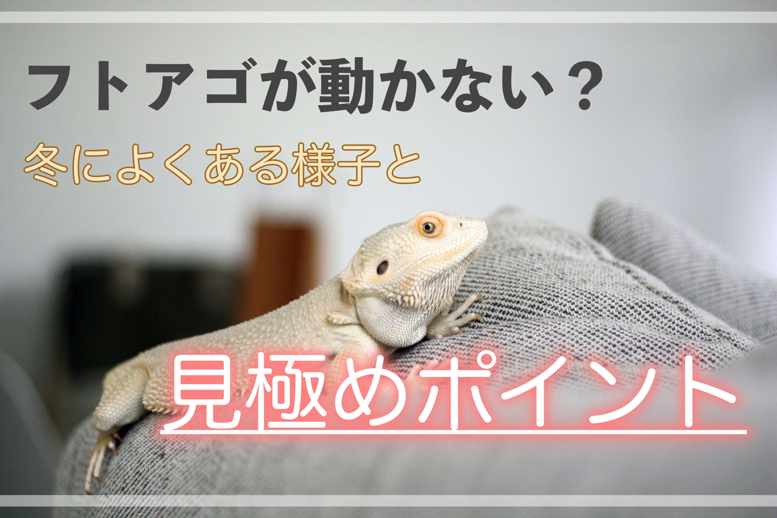 フトアゴヒゲトカゲ