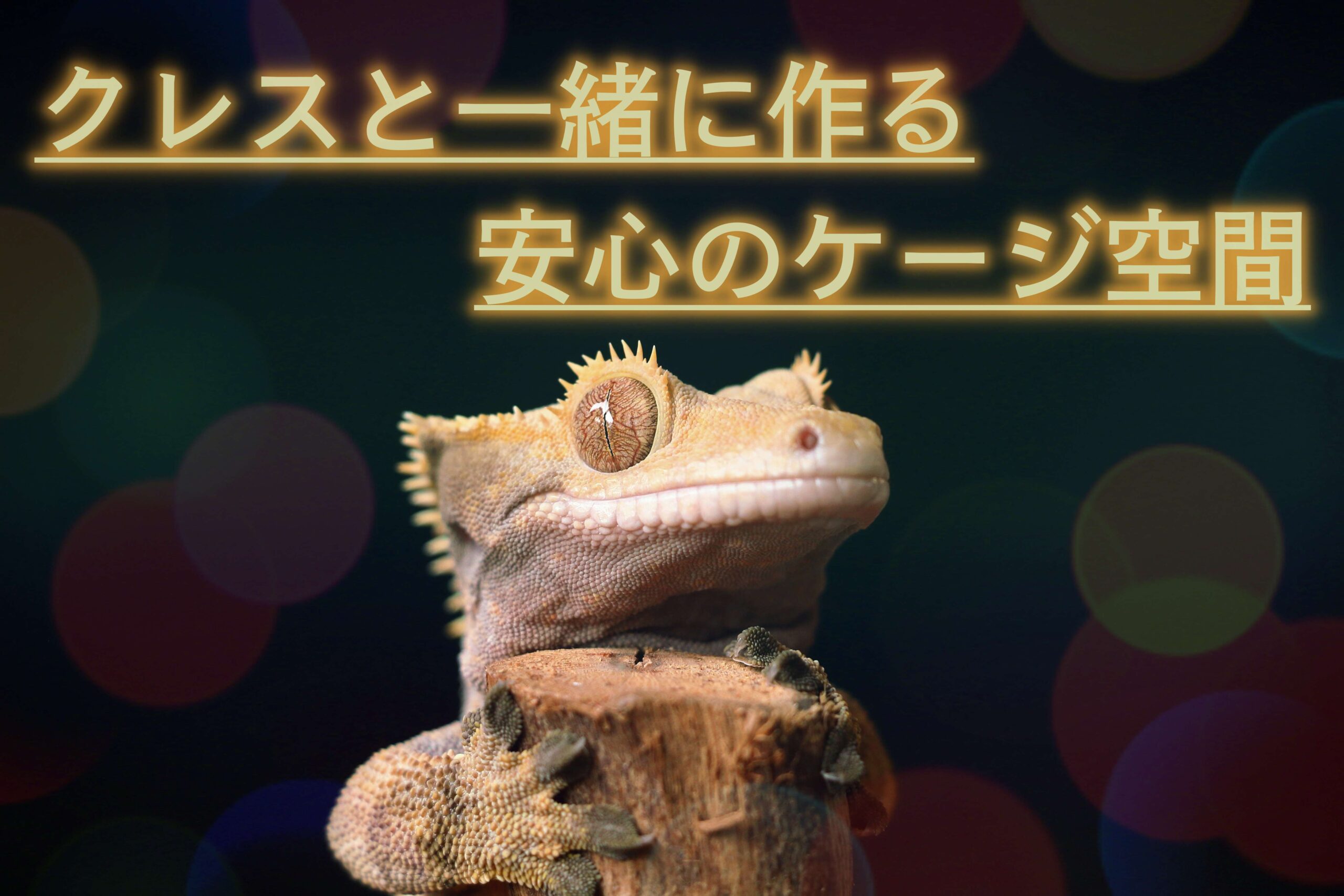 クレステッドゲッコー