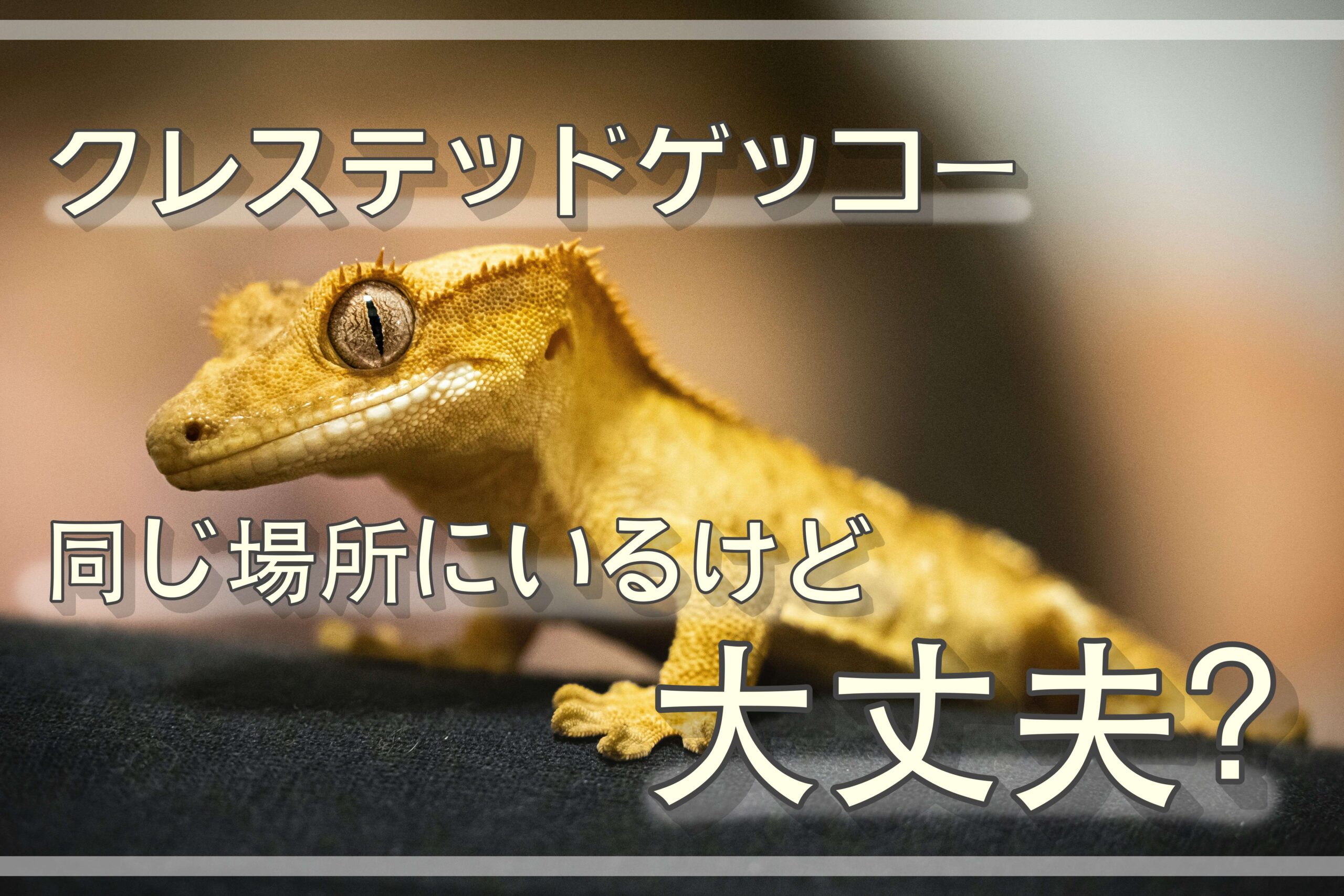 クレステッドゲッコー
