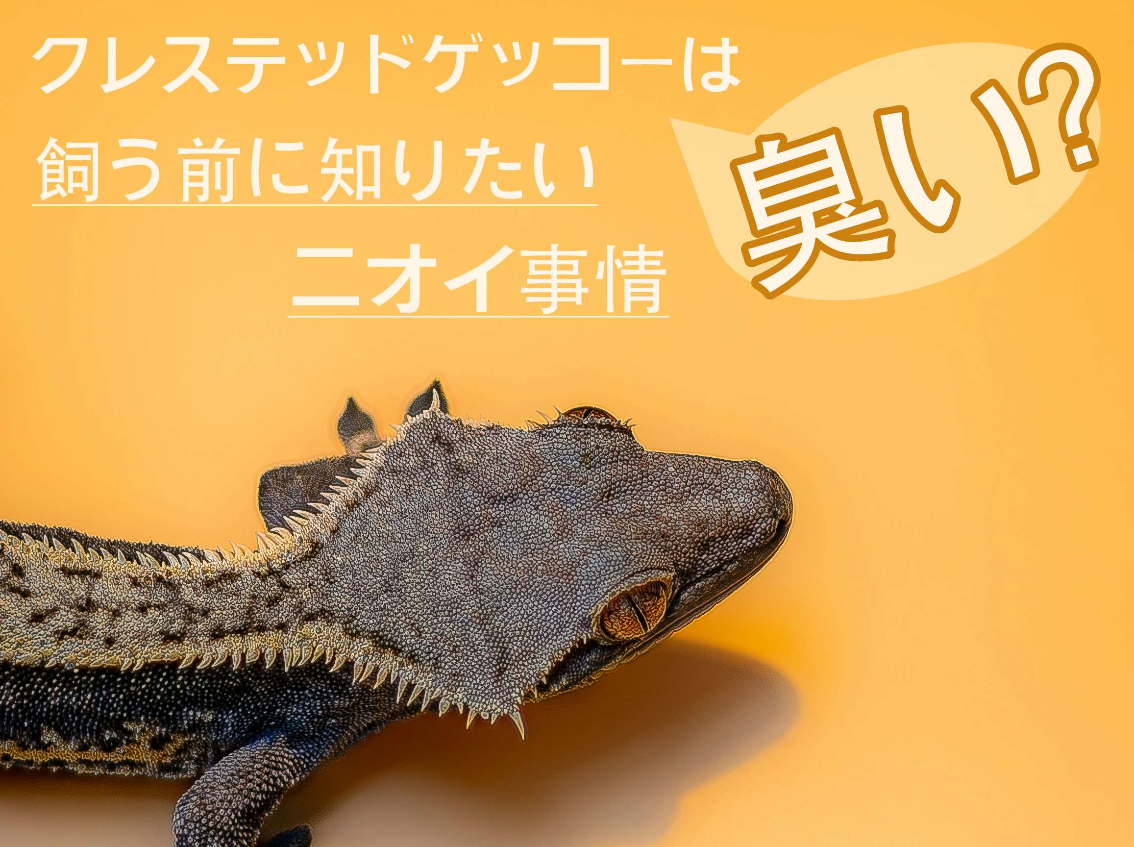 クレスニオイ事情