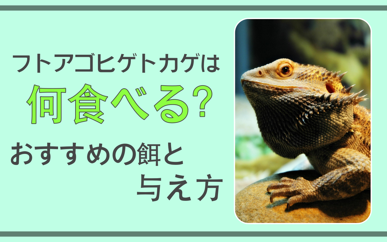 フトアゴの餌について