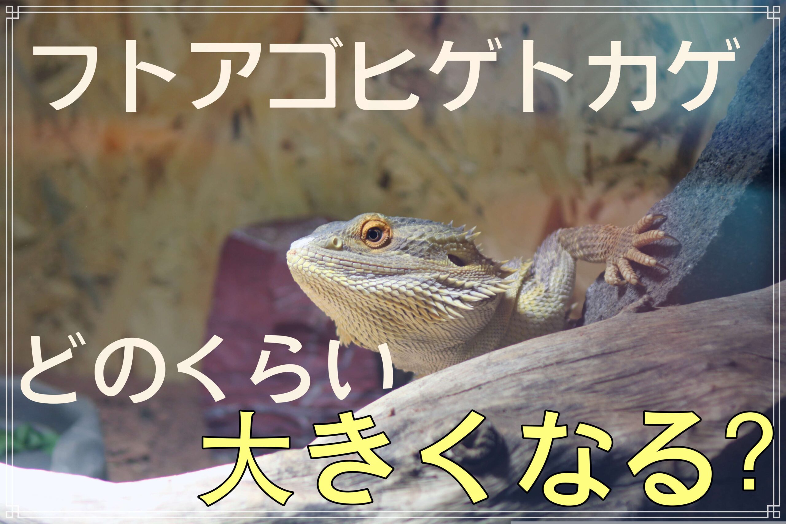 フトアゴヒゲトカゲどのくらい大きくなる？