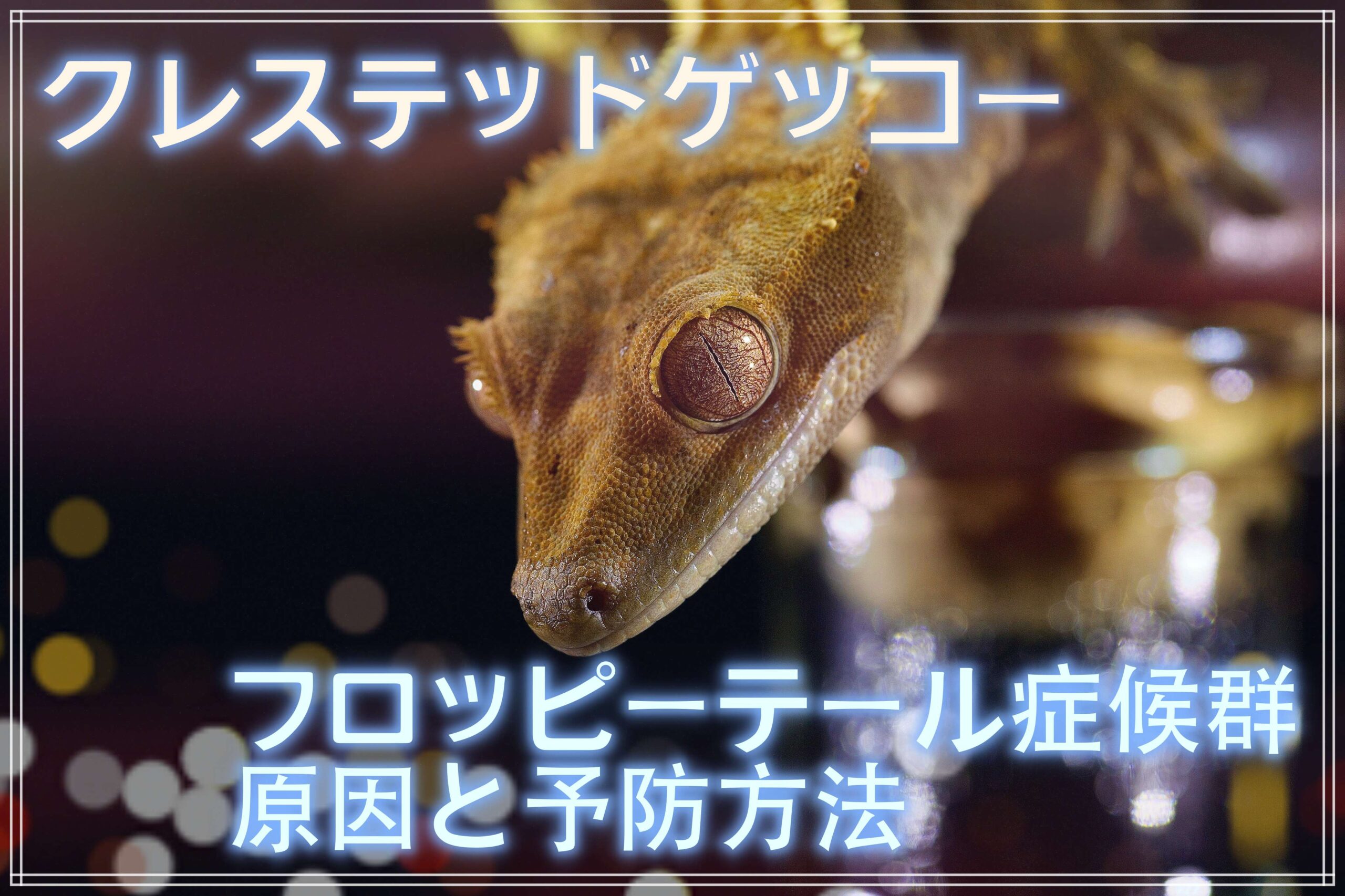 クレステッドゲッコーのフロッピーテール症候群　原因と予防方法