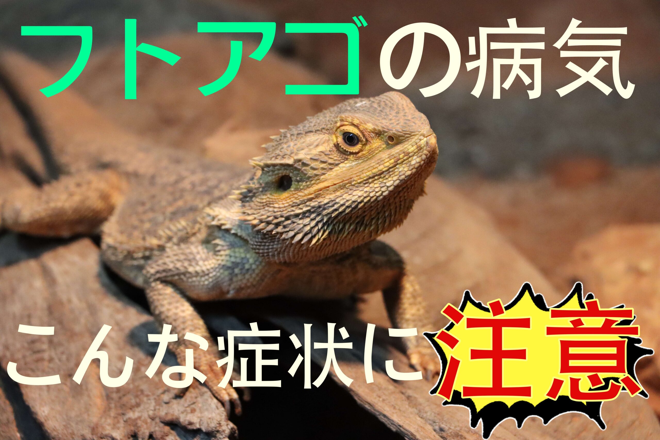 フトアゴの病気