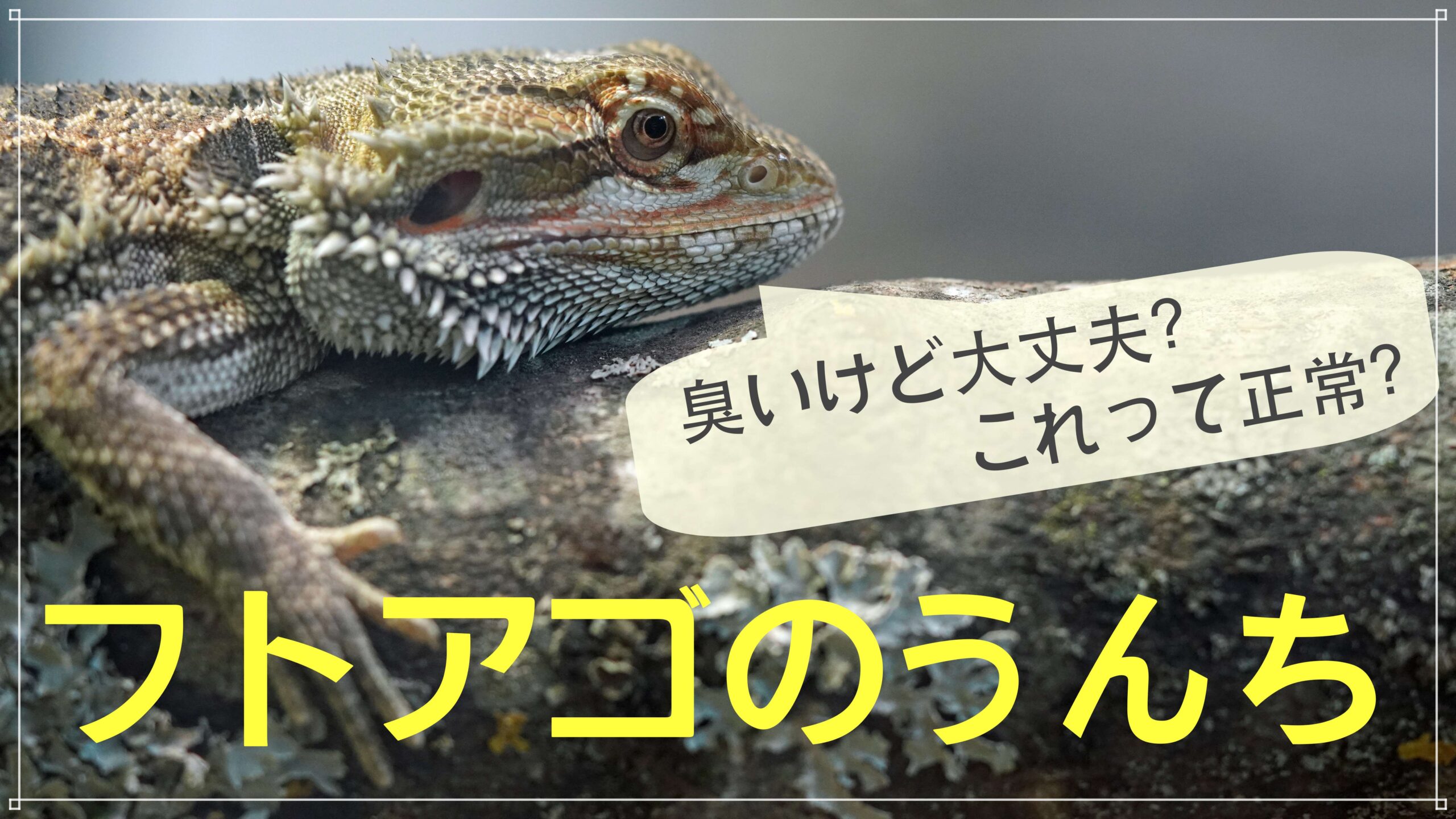 フトアゴのうんち